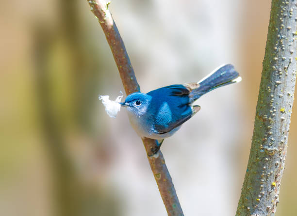 280+ Blue Gray Gnatcatcher Stock Photos, Pictures & Royalty-Free Images - iStock